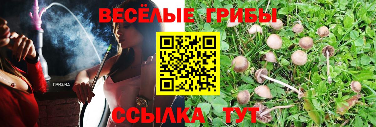 Ставрополь  Псилоцибиновые грибы мицелий  Псилоцибиновые грибы Psilocybine cubensis  Вход с VPN 
